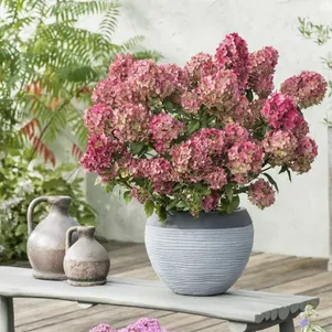 

Гортензия Петит Стар (Маленькая звезда) метельчатая