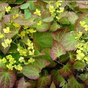 

Горянка Фронлайтен