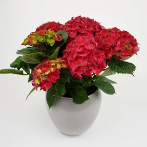 

Гортензия Хай Торнадо крупнолистная (макрофила)