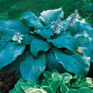 

Хоста Блю Мамут (L)