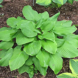 

Хоста Фрайд Бананас (ML)