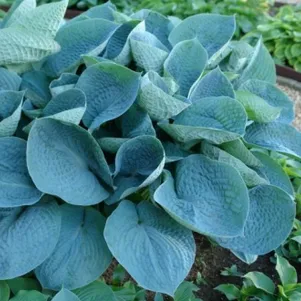 

Хоста Лав Пэт (M)