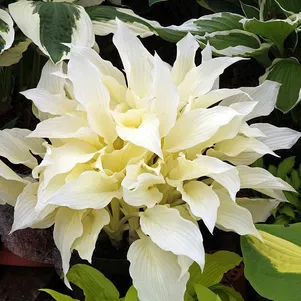 

Хоста Вайт Фезе (Белое перо) (M)