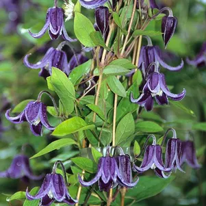 

Клематис Фасцинейшн мелкоцветковый (3)