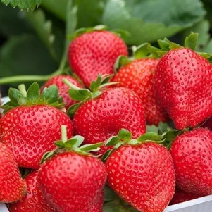 

Клубника Элианни ранняя сладкая крупная