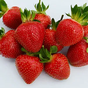 

Клубника Эвис Делайт