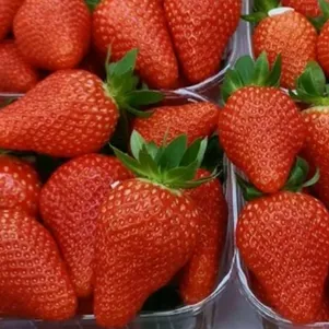 

Клубника Франческа