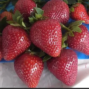 

Клубника Моллинг Сентинери ранняя сладкая высокоурожайная