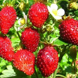 

Клубника Руяна