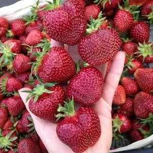 

Клубника Вивальди среднеспелая крупная сладкая