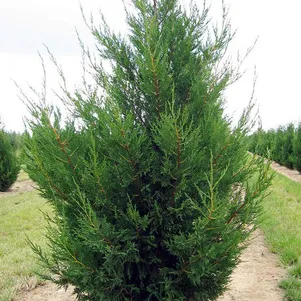 

Купрессоципарис Лейланда Твидуизенден