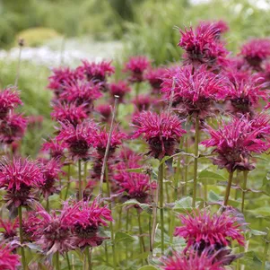 

Монарда Распберри Вайн