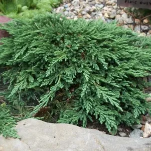 

Можжевельник горизонтальный Панкейк