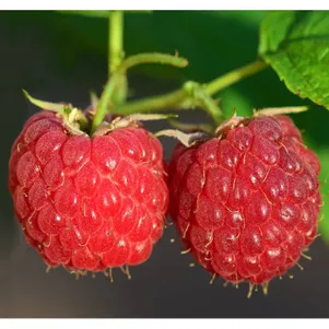 

Малина Брусиловская ремонтантная красная