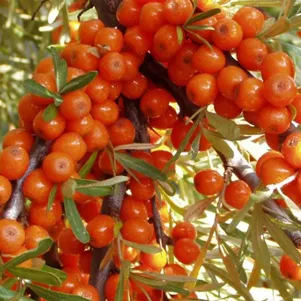 

Облепиха крушиновидная Фрисдорфер Оранж