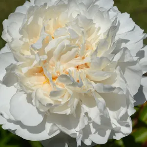 

Пион Класс Акт