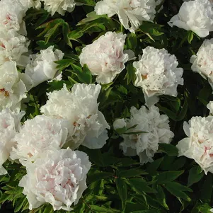 

Пион Белая Башня древовидный