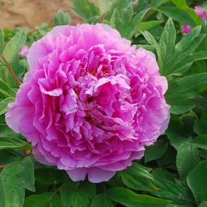 

Пион Цветочная Роса древовидный