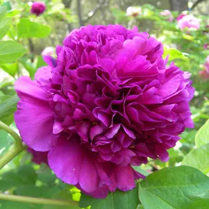 

Пион Дак Блэк-Пёпл древовидный