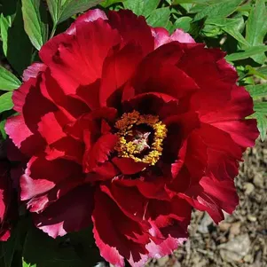 

Пион Эмбелиш Инк древовидный