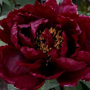 

Пион Эрли Блэк древовидный