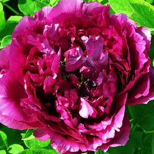 

Пион Глубокое синее море древовидный