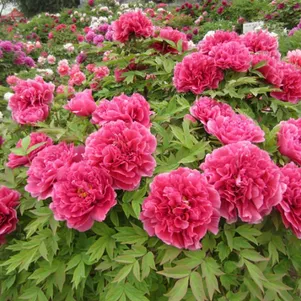 

Пион Король Цветов древовидный