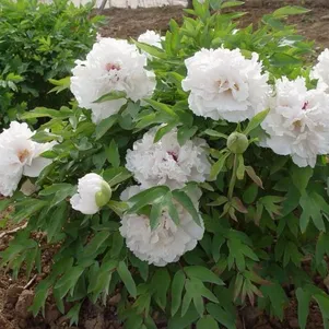 

Пион Корона из Бисера древовидный