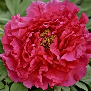 

Пион Красное Серебро древовидный