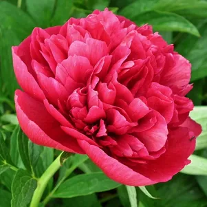 

Пион Красный Лист древовидный