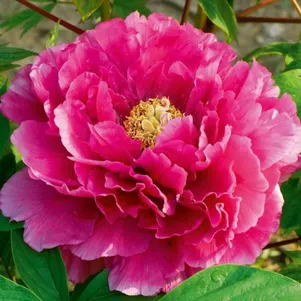 

Пион Сторинг Ред древовидный