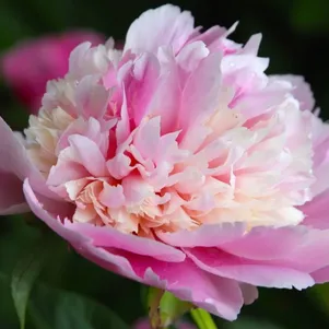 

Пион Воппер