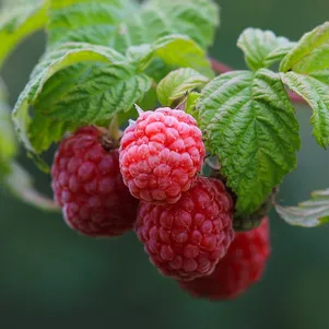 

Малина Мираж красная