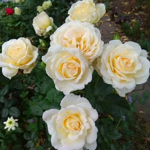 

Роза Крем Абанданс, Харкнесс (лиц)