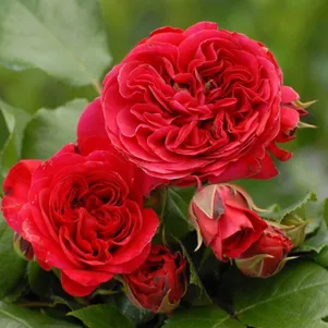 

Роза Ред Леонардо да Винчи флорибунда, Top Roses