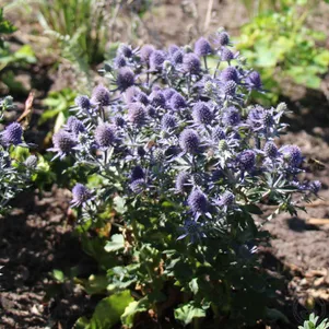 

Синеголовник плосколистный Блауер Цверг
