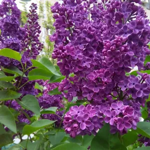 

Сирень Адмирал Нахимов