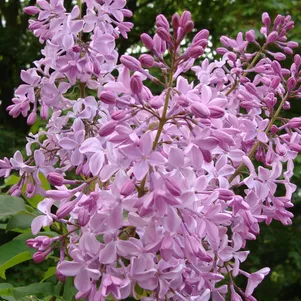 

Сирень Бюффон