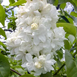 

Сирень Моник Лемуан