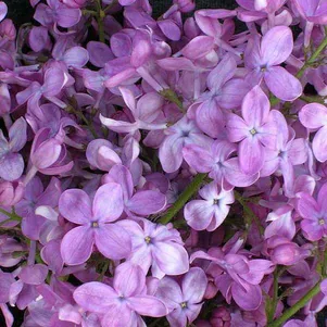 

Сирень Маршал Фош