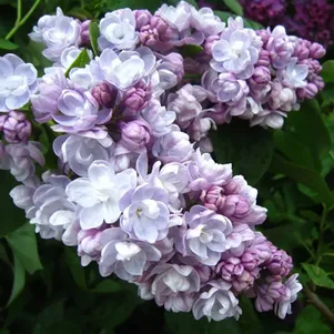 

Сирень Михайло Ломоносов