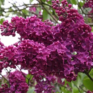 

Сирень Памяти Людвига Шпета