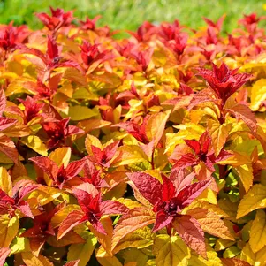 

Спирея японская Мерло Стар