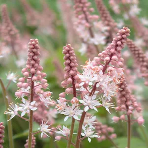 

Тиарелла Пинк Букет