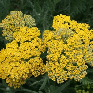 

Тысячелистник Коронейшн Голд