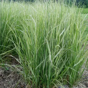 

Вейник Овердам