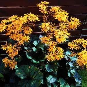 

Бузульник Дарк Бьюти зубчатый