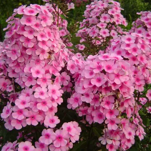 

Флокс Мисс Пейпе метельчатый