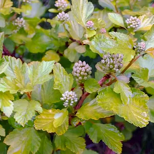 

Пузыреплодник Литл Грини