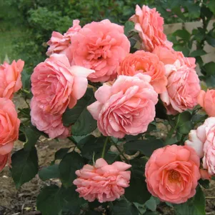 

Роза Амелия Ренессанс шраб